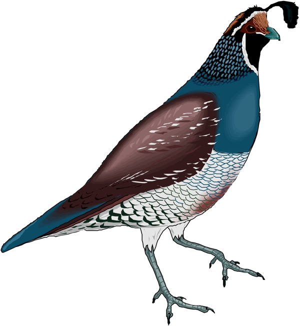 矢量逼真鳥類動物23