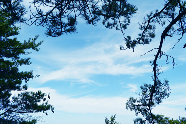 藍(lán)色天空樹(shù)