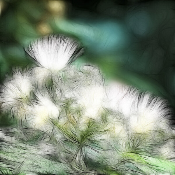 白色植物圖