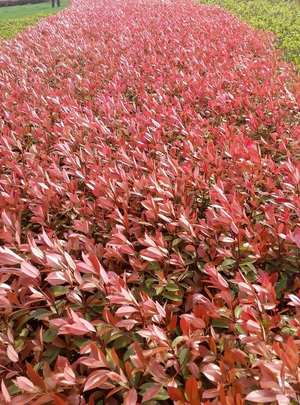红叶石楠植物图图片