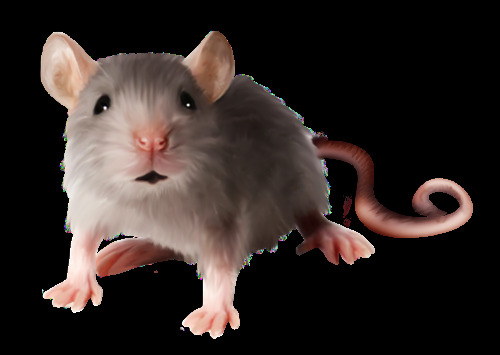 可爱的小老鼠免抠png透明图层素材