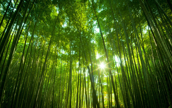森林Forests圖片