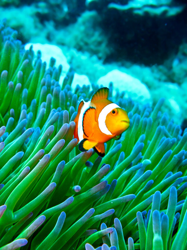 珊瑚中小丑鱼图片