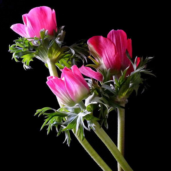 位圖植物攝影寫實(shí)花卉花朵數(shù)碼照片免費(fèi)素材