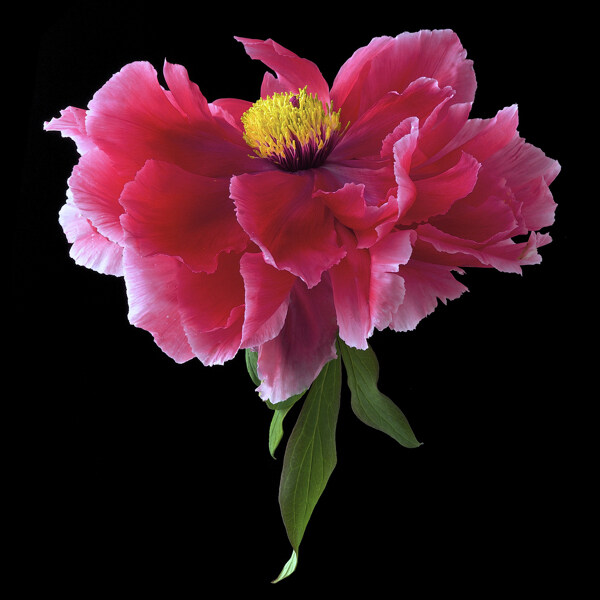 位圖植物寫實(shí)花卉花朵野花免費(fèi)素材