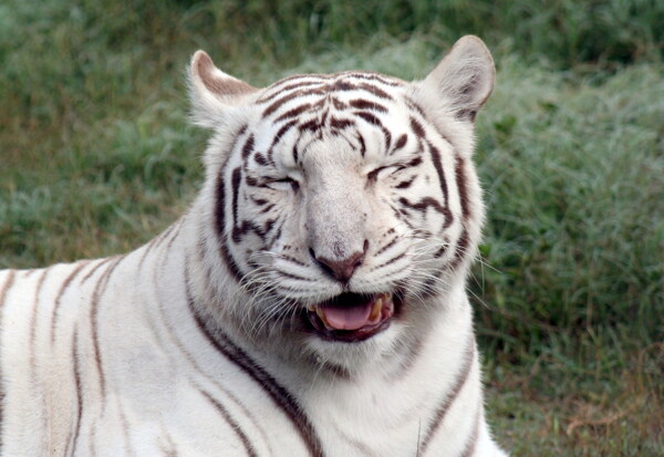 凶猛白色老虎图片