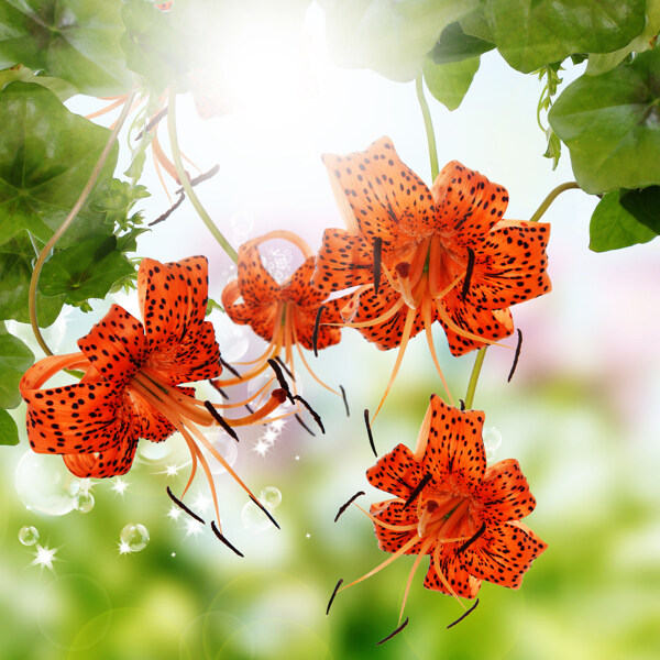 美麗的花朵圖片