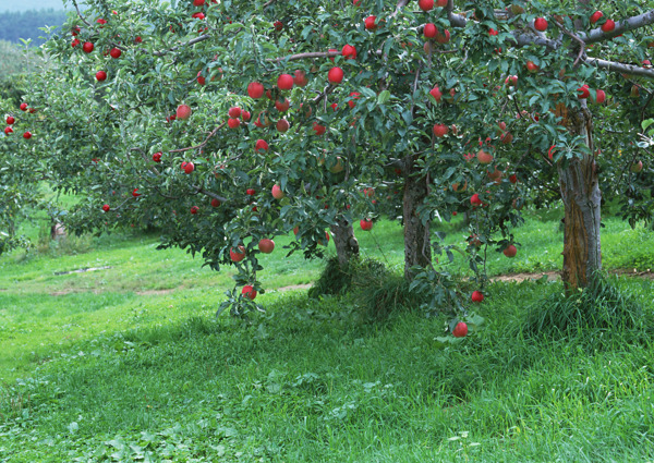 几棵长出红苹果的苹果树高清下载