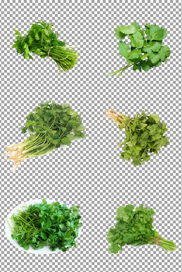 新鲜绿色香菜