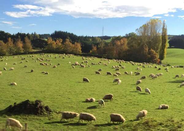 新西兰牧场羊群