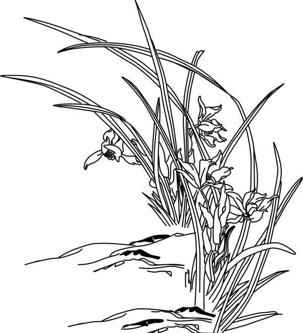 線描蘭花圖片