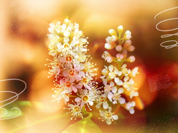 桂花圖片大全