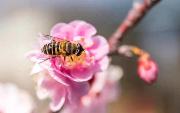蜜蜂