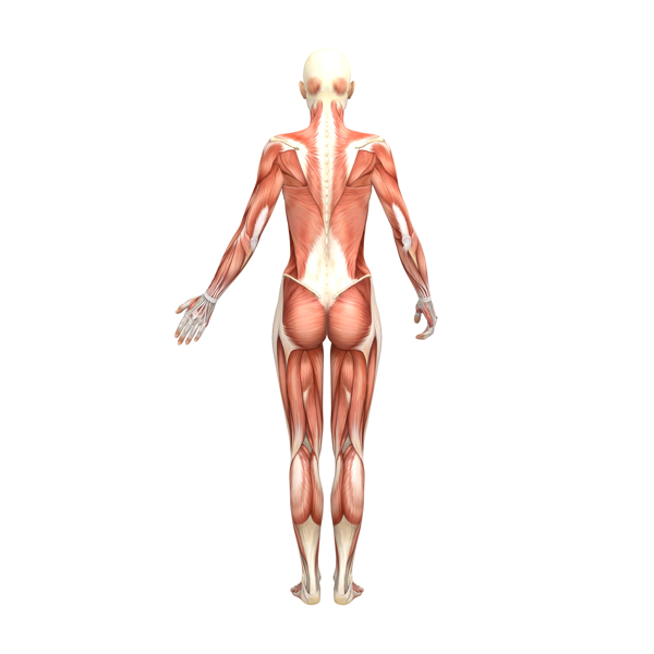 男性人体肌肉组织图片