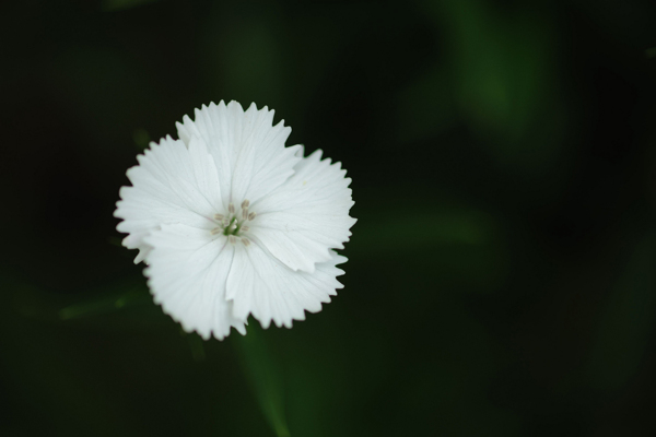 位圖植物攝影寫實(shí)花卉花朵數(shù)碼照片免費(fèi)素材