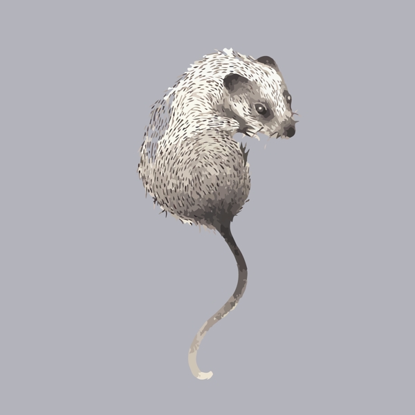 印花矢量圖動物老鼠男裝免費素材