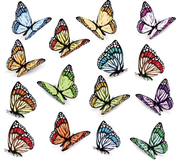 各种姿态颜色的蝴蝶