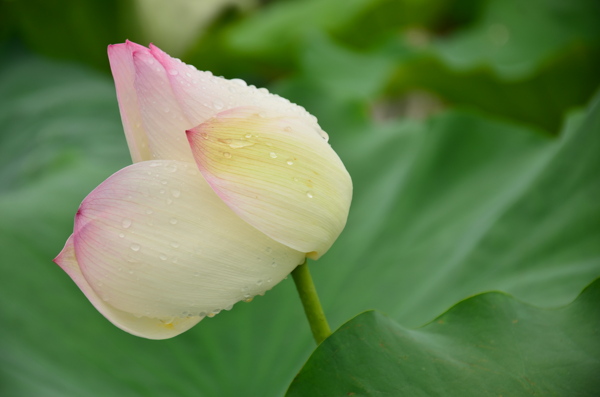 雨后荷花