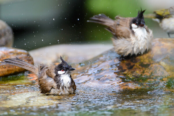 玩水的野生鳥圖片