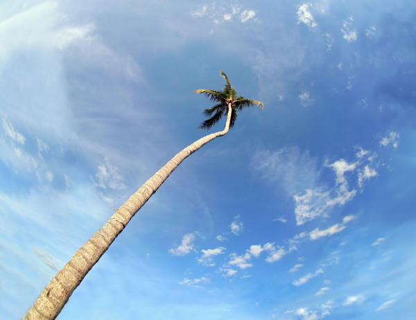 棕櫚樹在藍色的天空