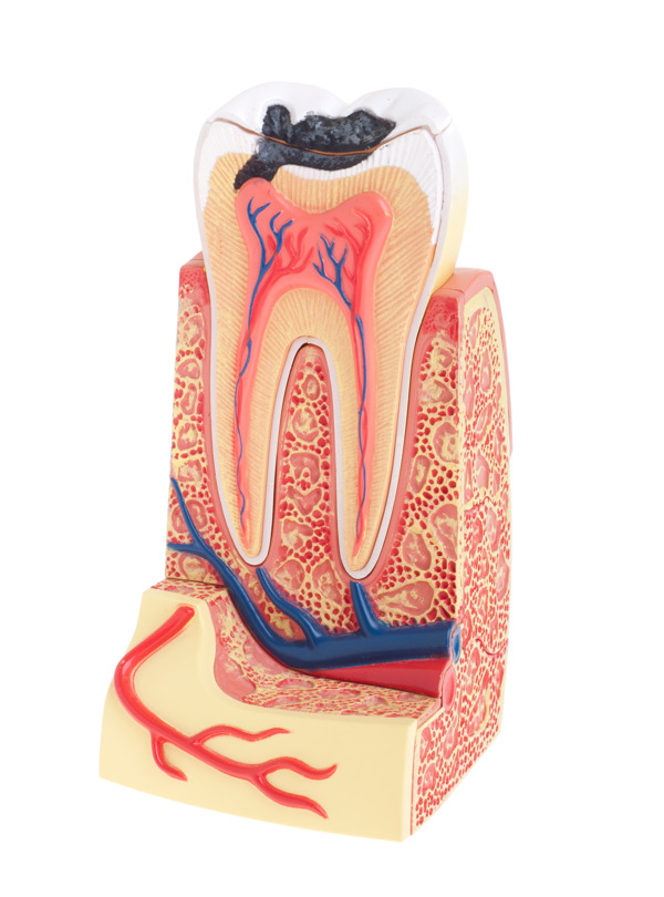 牙体解剖学