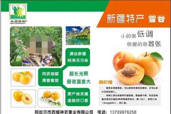 新疆特產(chǎn)杏子雪杏標(biāo)簽