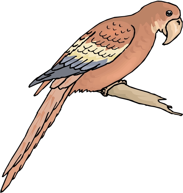 各種鳥類鳥動物矢量素材EPS格式1084