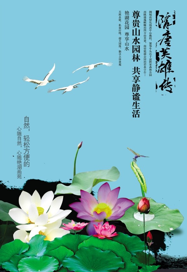 荷花海報(bào)