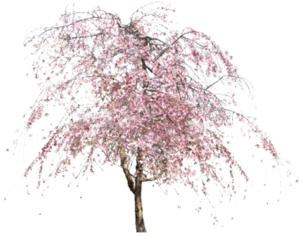 桃花古典素材