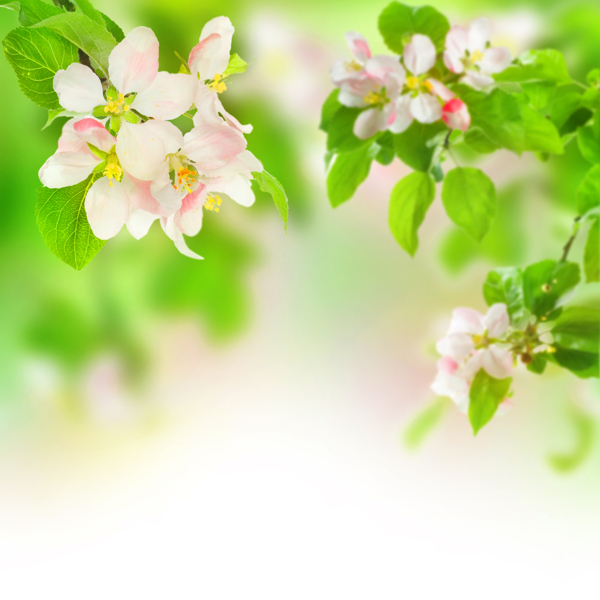 櫻花綠葉圖片