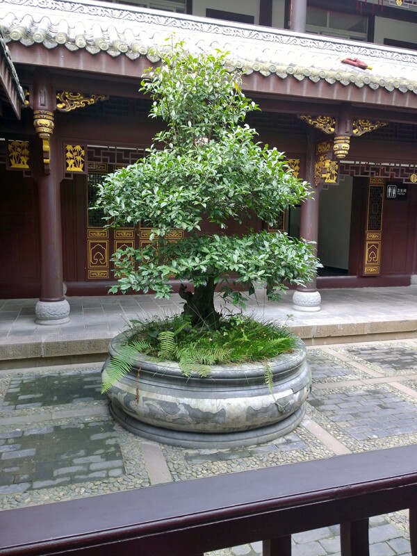 街子口古鎮(zhèn)盆栽