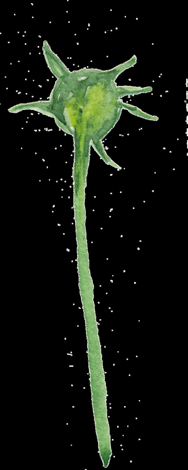 無花花枝透明裝飾素材