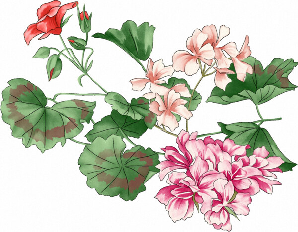 位圖時尚休閑女裝成熟優(yōu)雅女裝植物花卉免費素材