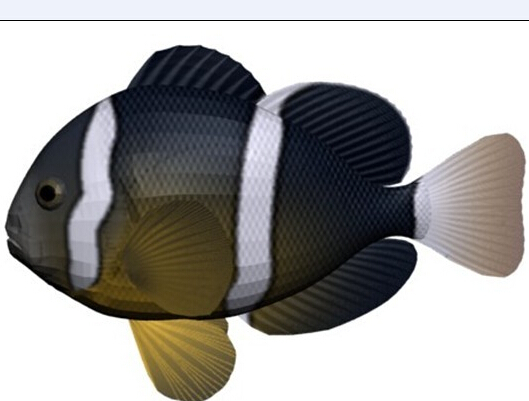 魚兒模型