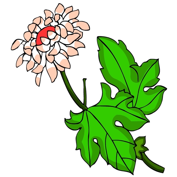 花卉古典插畫(huà)