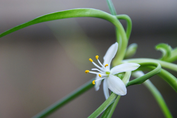 位圖植物花朵寫(xiě)實(shí)花卉野花免費(fèi)素材