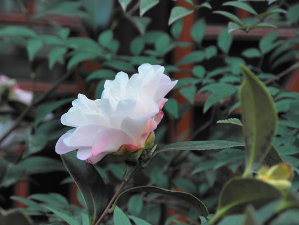 山茶花