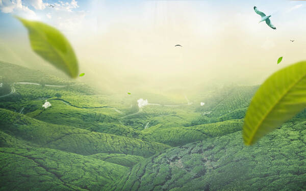 清新綠色樹葉茶園淘寶全屏banner背景