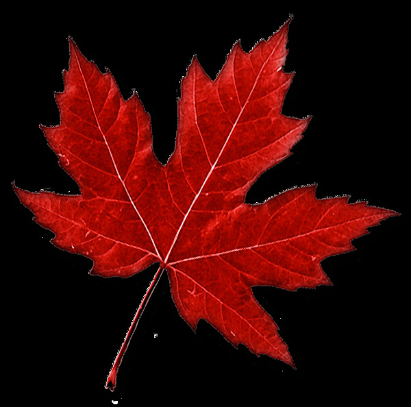 写实风格红色枫叶免抠png透明图层素材