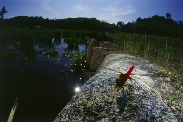 停在石头上的红蜻蜓图片