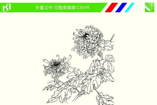 菊花手绘线条图