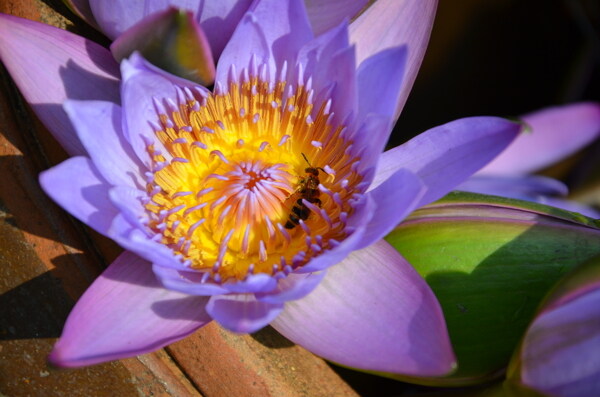 莲花蜜蜂图片