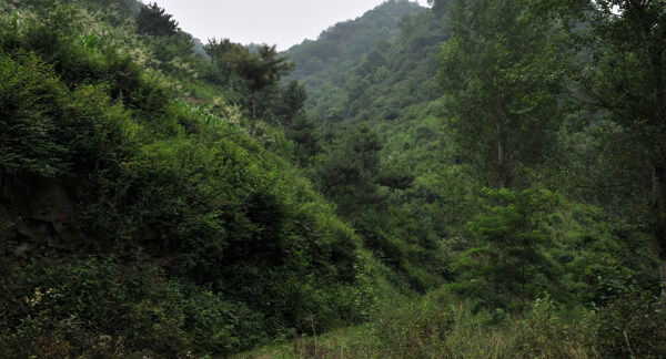 山林