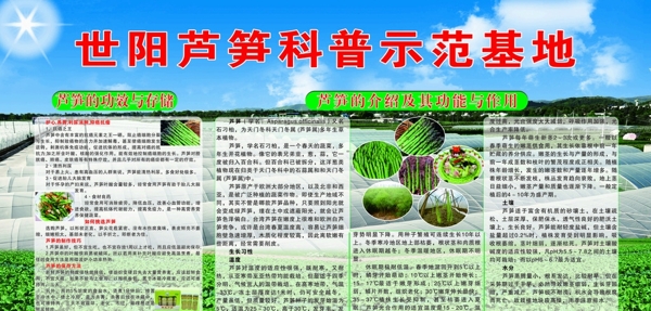 蘆筍種植