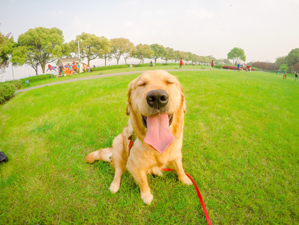 金毛犬