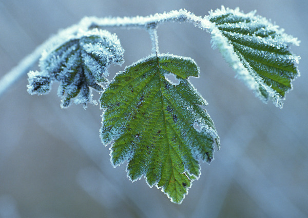 冰雪和植物