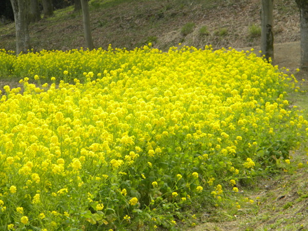 秋油菜花