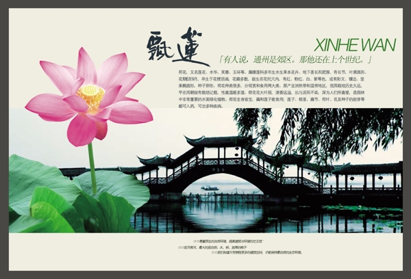 蓮花矢量素材