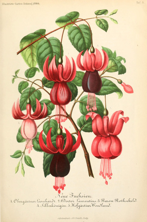植物插畫(huà)