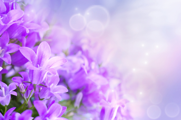 丁香花背景圖片